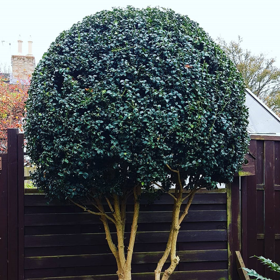 hedge-cutting